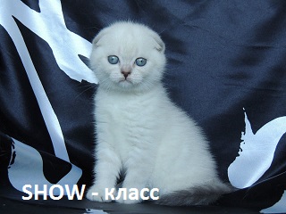 kitten-show