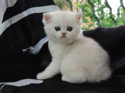 Valkiria 1 мес.
