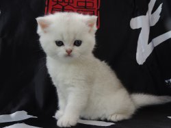 Valkiria 1 мес.