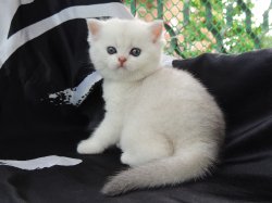 Valkiria 1 мес.