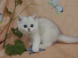 Valkiria 2 мес.