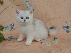 Valkiria 2 мес.