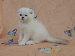 Velvet 2 мес.