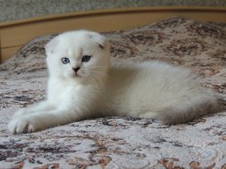 Velvet 2 мес.