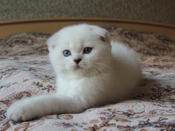 Velvet 2 мес.