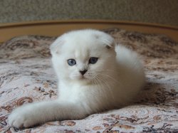 Velvet 2 мес.